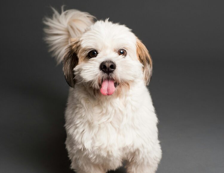 pexels-goochie-poochie-3361739